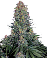 Blue Skunk